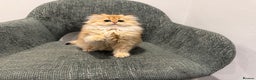 British Longhair cats for sale: Golden and Blue golden British longhairs - Advert 2