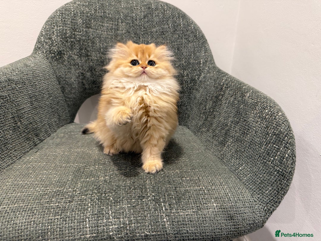 British Longhair cats for sale: Golden and Blue golden British longhairs - Image 12