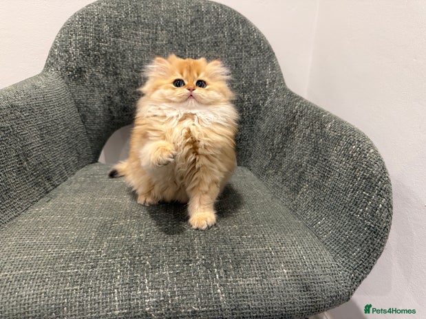 British Longhair cats - Advert 1