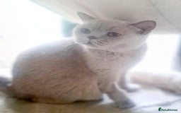British Shorthair cats for sale: Beautiful Lilac British Shorthair Female - Image 9