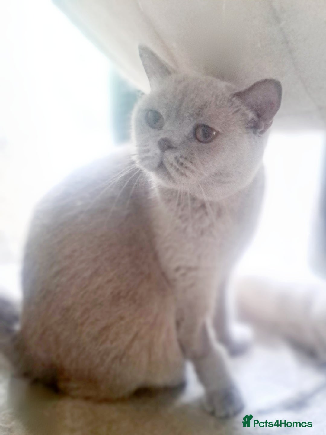 British Shorthair cats for sale: Beautiful Lilac British Shorthair Female - Image 9
