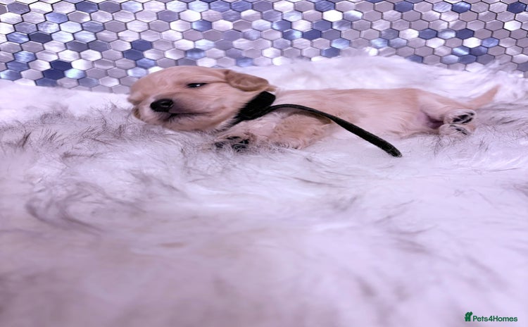 Maltipoo dogs - Advert 2