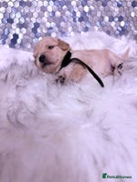 Maltipoo dogs - Advert 4