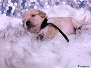 Maltipoo dogs - Advert 7