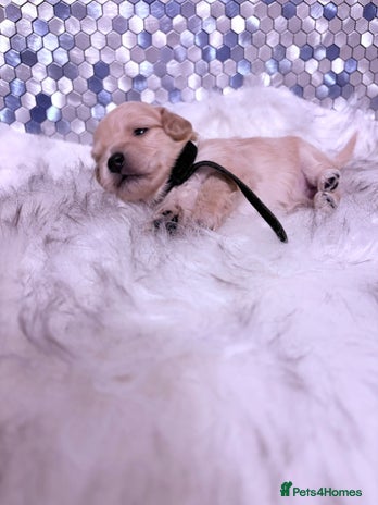 Maltipoo dogs - Advert 2