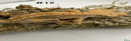 Gecko reptiles for sale: Adult + Juvenile Crested Geckos inc. Lilly Whites - Advert 24