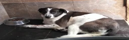 Mixed Breed dogs for adoption: Lula, A Gentle Soul Looking for Her Person - Advert 5