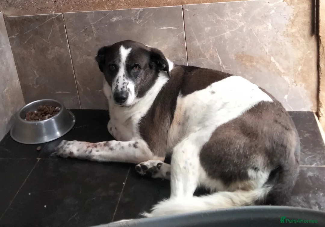 Mixed Breed dogs for adoption: Lula, A Gentle Soul Looking for Her Person - Advert 5