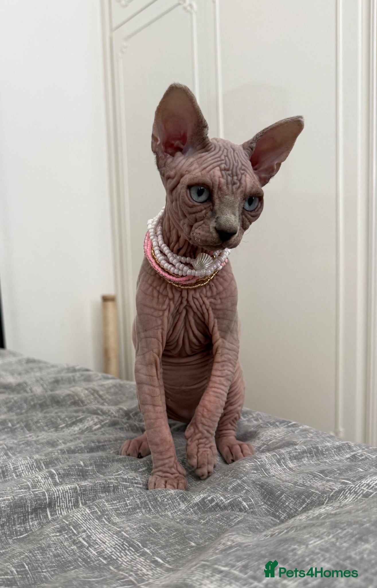 Sphynx cats Stunning Cream/Lilac Sphynx Girl | TICA Registered - Advert 16