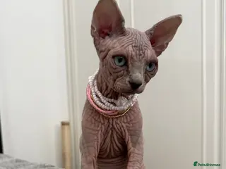 Sphynx cats Stunning Cream/Lilac Sphynx Girl | TICA Registered - Advert 16