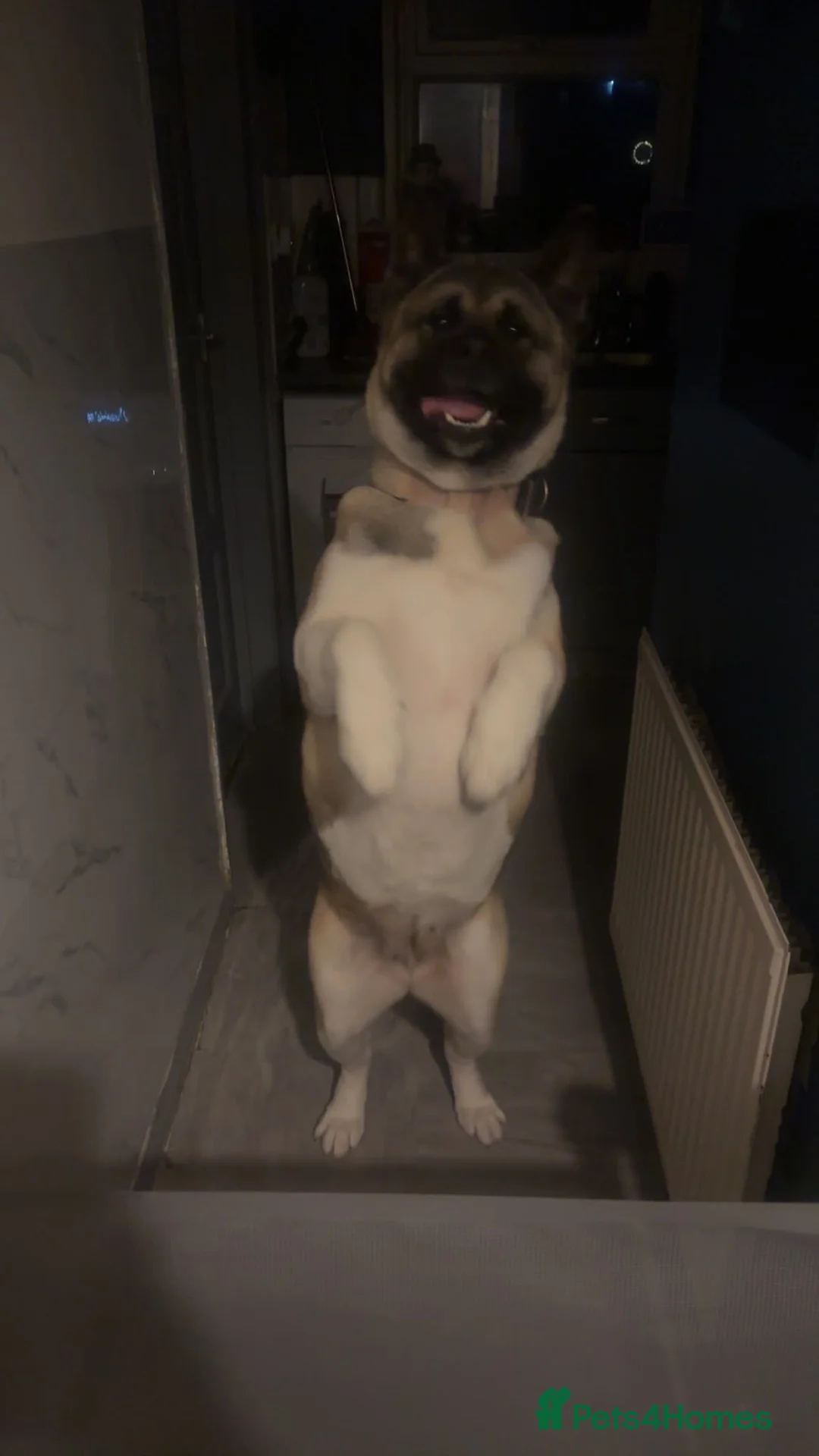 Akita dogs for sale: Female American akita 2 - Advert 1