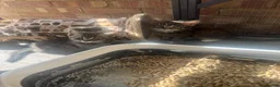 Domestic Shorthair cats for sale: Beautiful Tabby Kittens Looking for Forever Homes - Advert 3
