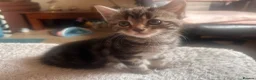 Mixed Breed cats for sale: Mixed bengal - Advert 17