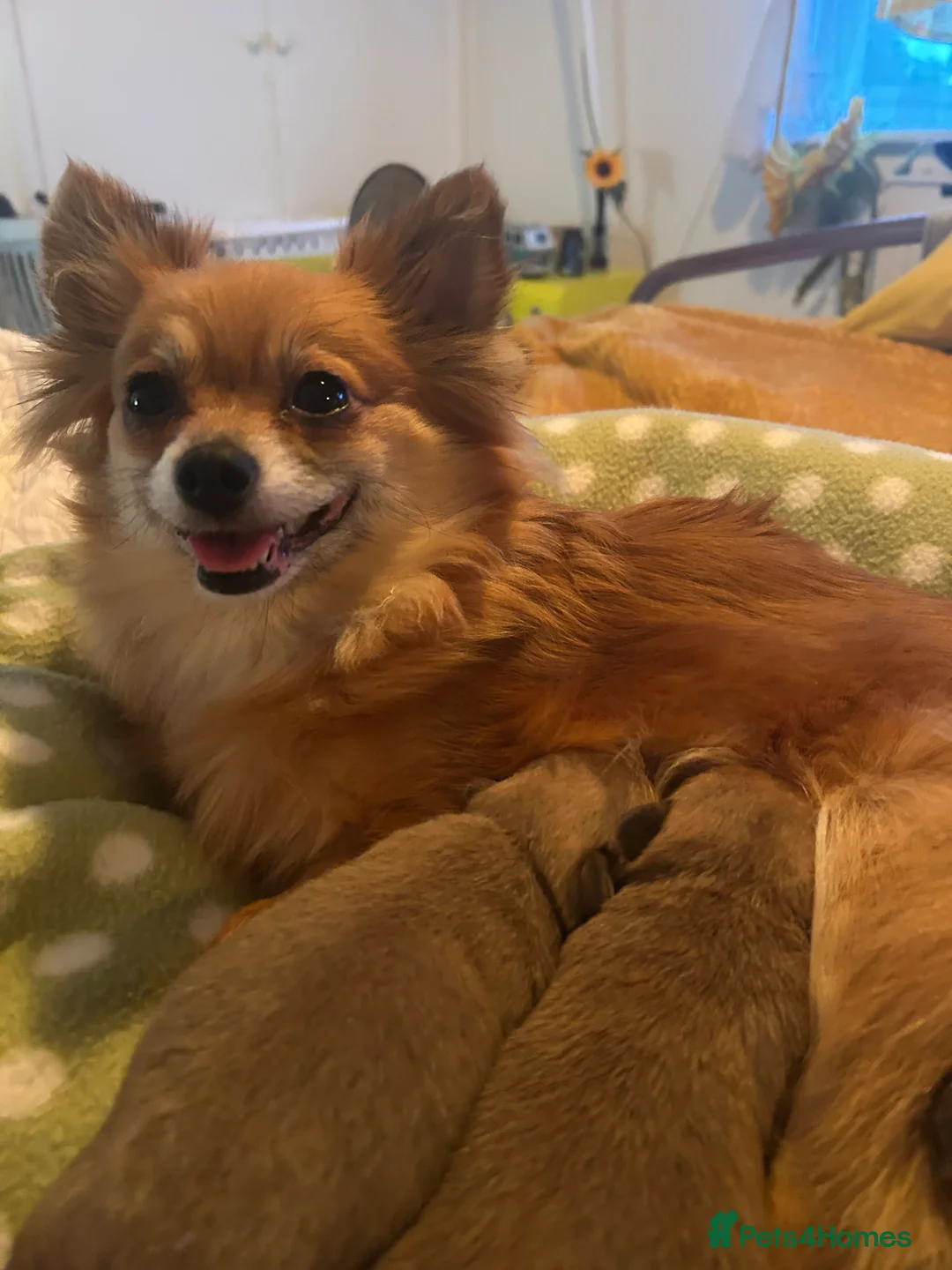 Pomchi dogs for sale: Beautiful Pomchi girls - Advert 27