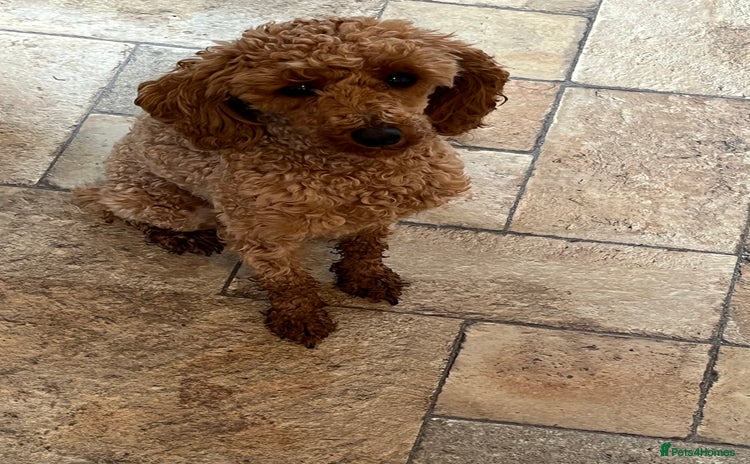 Toy Poodle dogs Bonnie - Advert 1