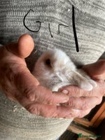 Mini Lop rabbits - Advert 2