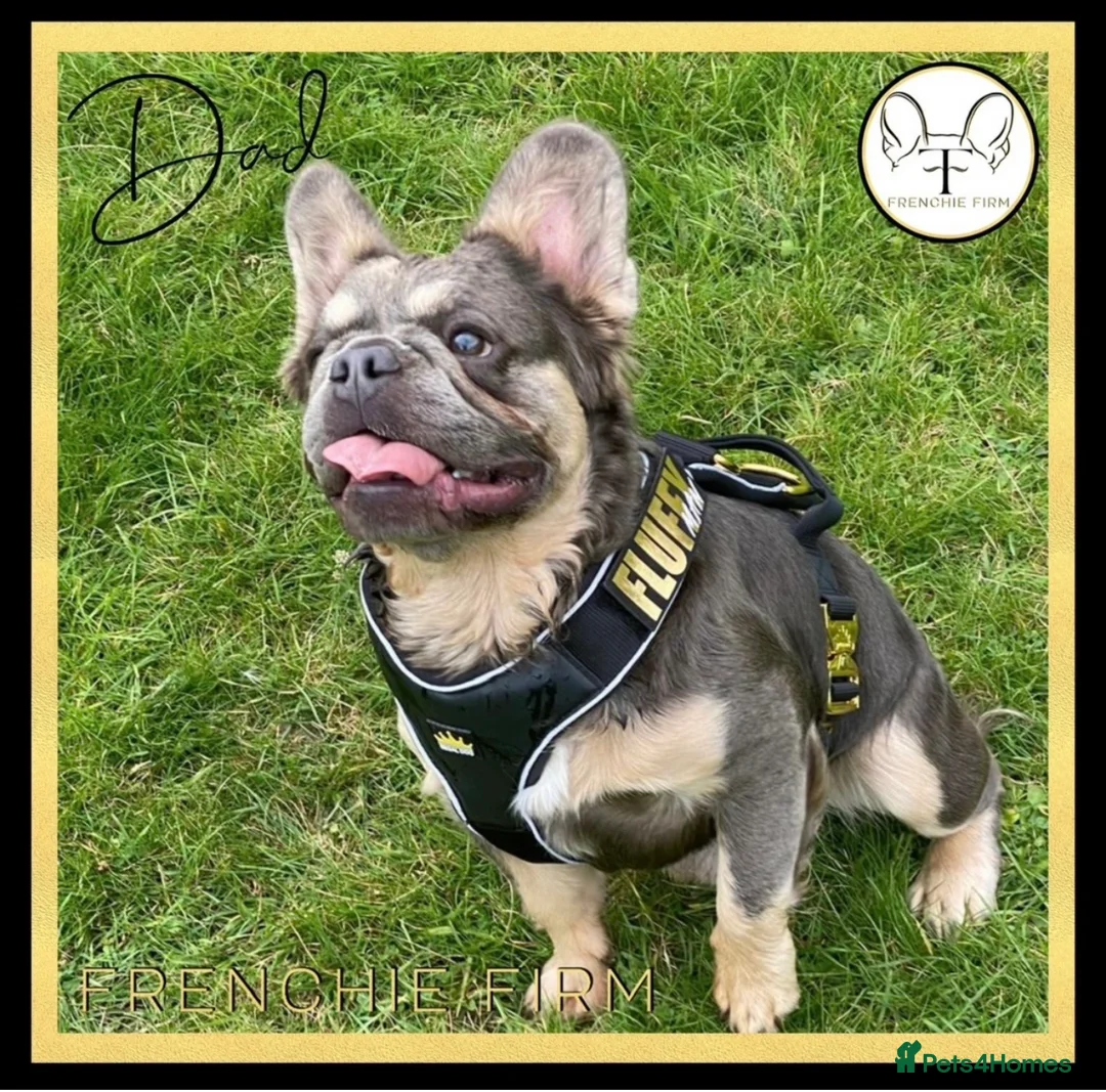 French Bulldog dogs for sale: Excellent Bloodline KC French Bulldogs A** Tested - Advert 14