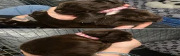 Sprocker dogs for sale: F1 sprocker puppies  in Chatteris - Advert 2