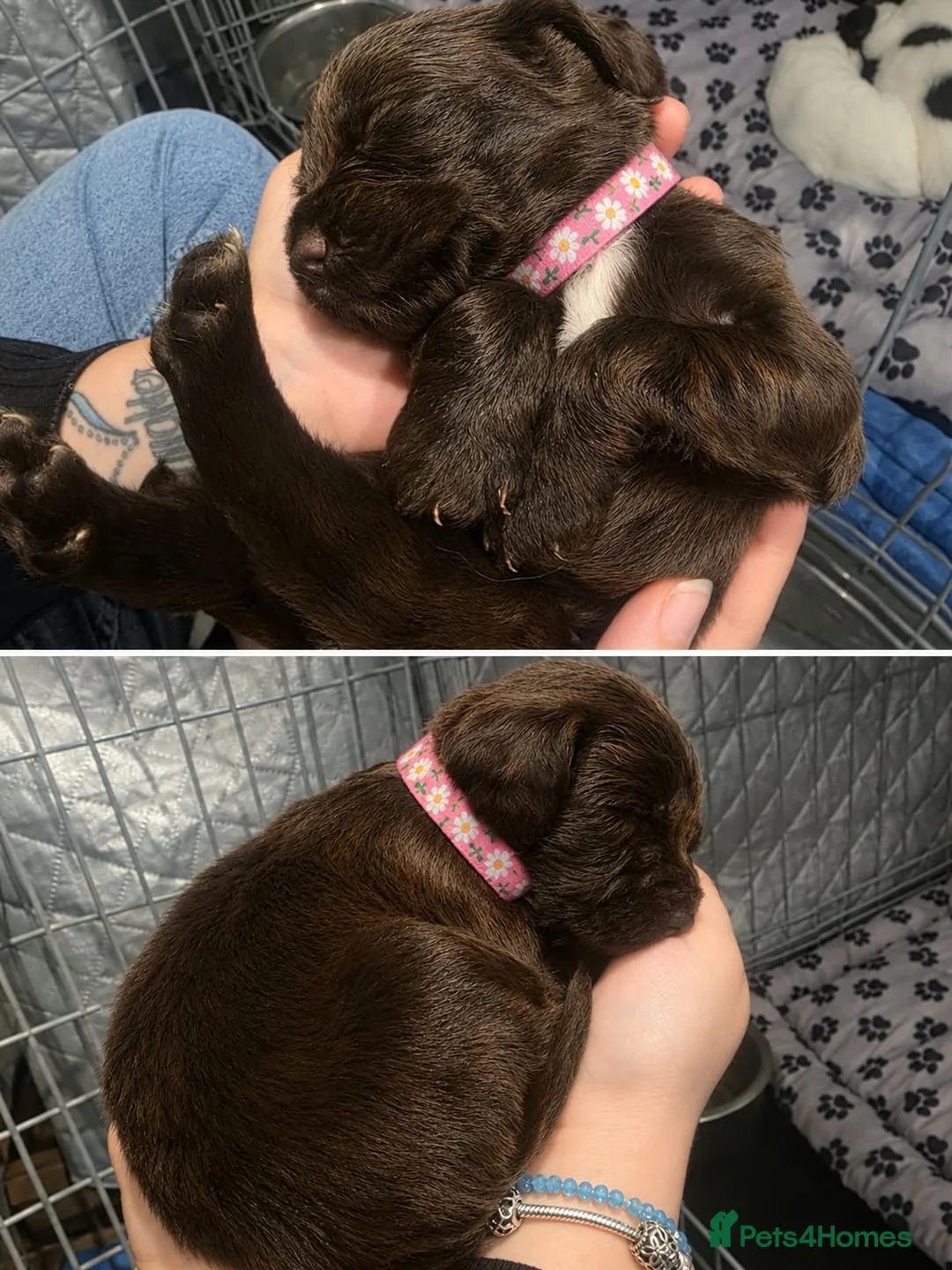 Sprocker dogs for sale: F1 sprocker puppies  in Chatteris - Advert 2