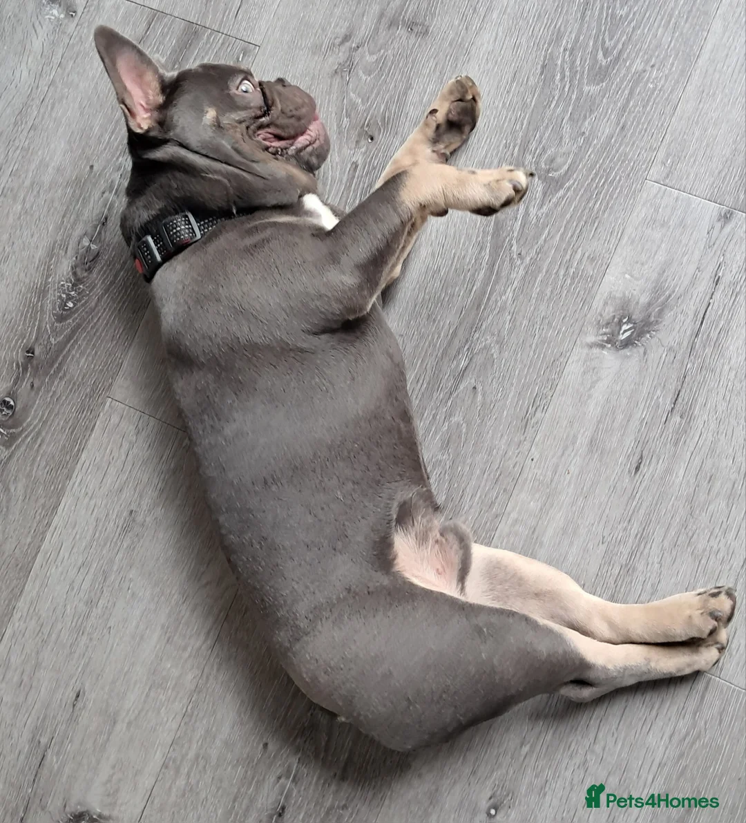 French Bulldog dogs for sale: Male Fench bulldog - Advert 3