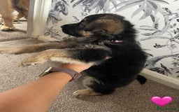 German Shepherd dogs for sale: German shepherd puppies  - Image 30