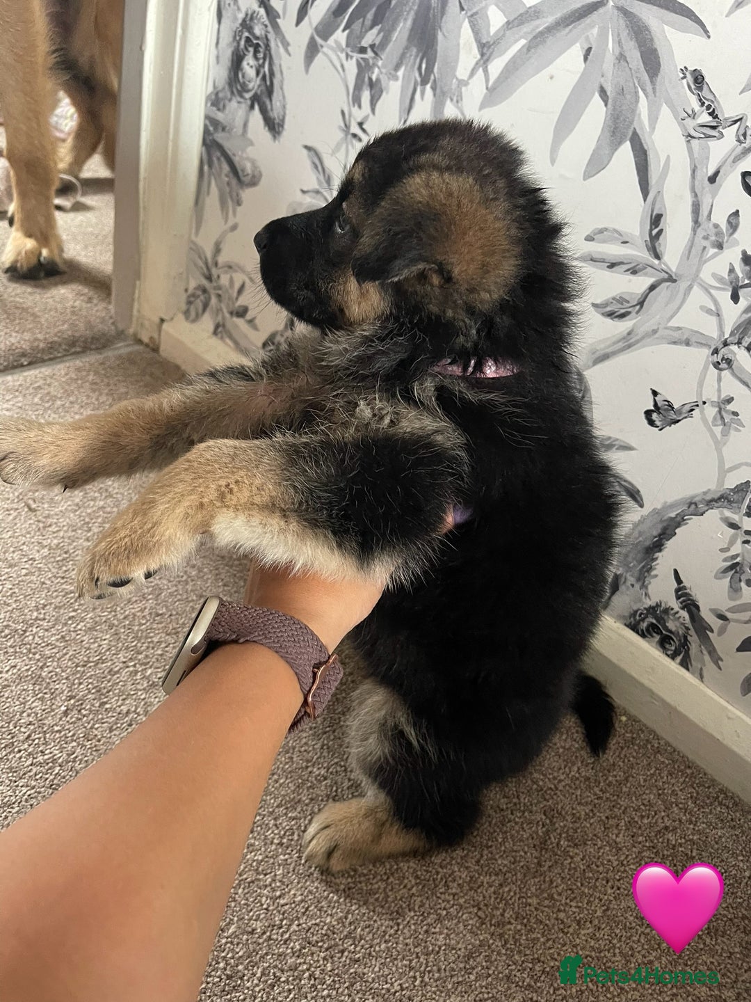 German Shepherd dogs for sale: German shepherd puppies  - Image 30