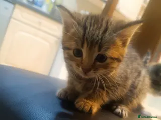 Toybob cats cat kittin - Advert 1