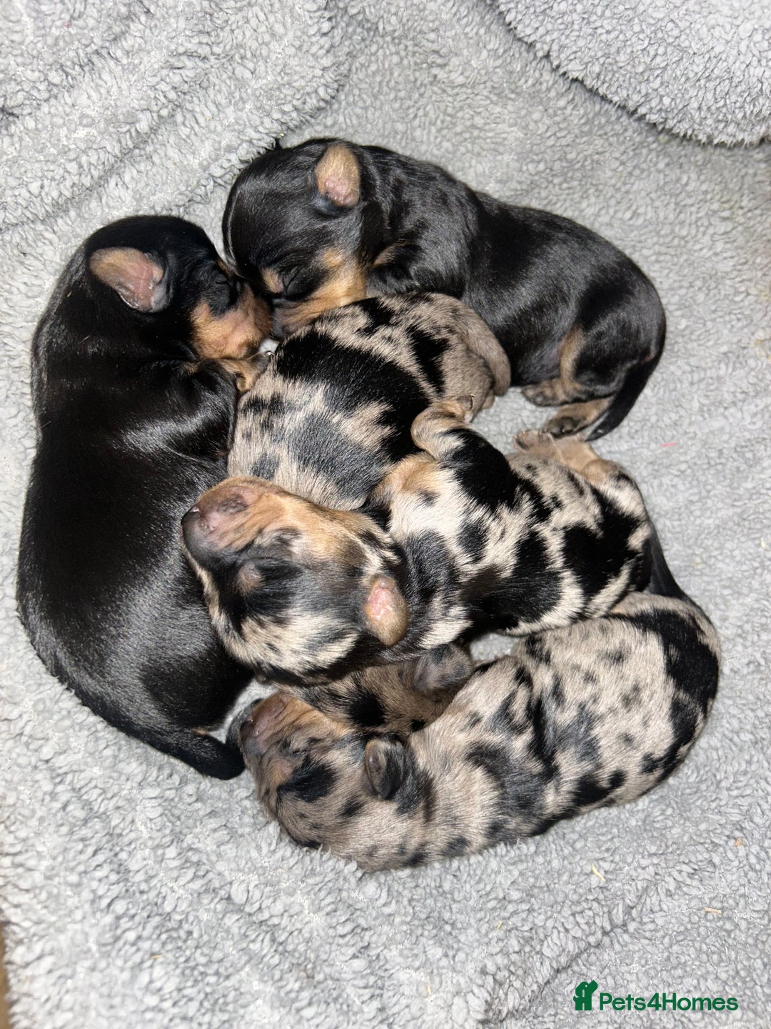 Dachshund dogs for stud: K.C reg. long hair dapple dachshund for STUD - Advert 10