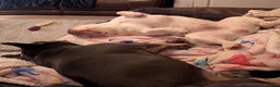 French Bulldog dogs for sale: Male and female french bulldogs  in Bo'ness - Advert 10
