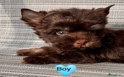 Yorkshire Terrier dogs for sale: 🤎 Chocolate Treasures🤎1 Boy available  - Image 5