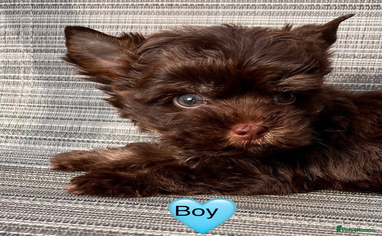 Yorkshire Terrier dogs - Advert 8