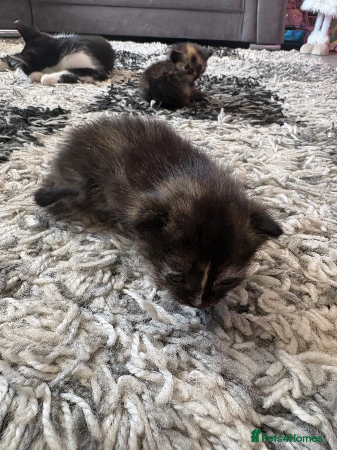 Mixed Breed cats for sale: 2 mixed bread tabby kittens  - Advert 13