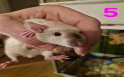Rat rodents for sale: 9 gorgeous Male Rats - Image 17