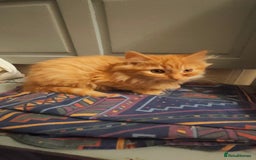 Mixed Breed cats for sale: 3 beautiful kittens available  - Image 4