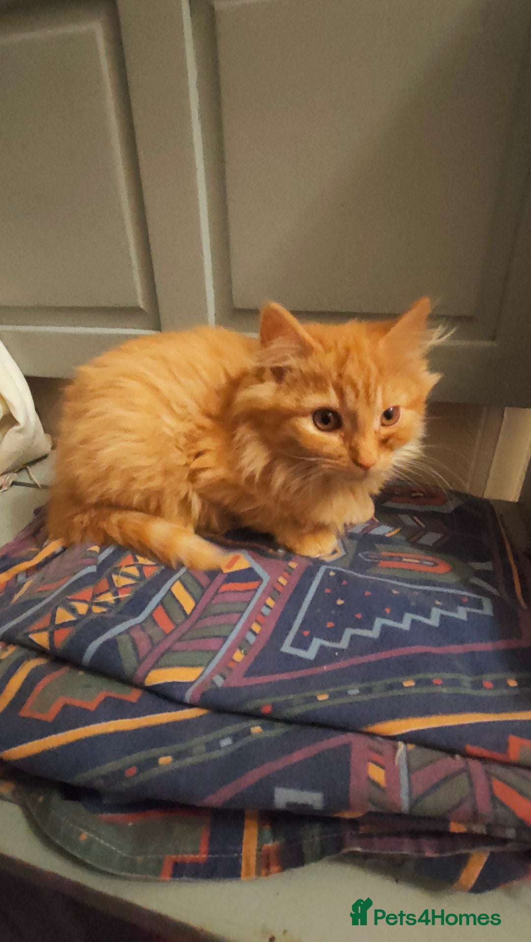 Mixed Breed cats for sale: 3 beautiful kittens available  - Image 4