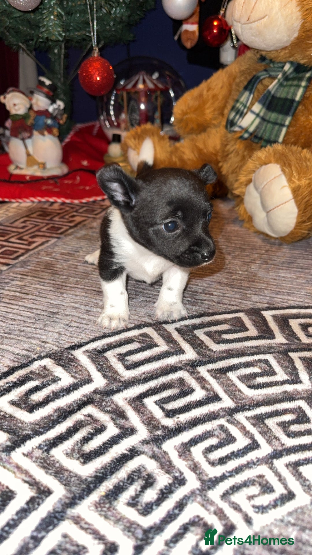 Mixed Breed dogs for sale: Beautiful chihuahua cross Jack Russell puppy  - Advert 6
