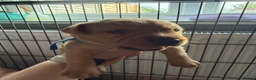 Labrador Retriever dogs for sale: Labrador Retriever Puppies 🐾 in Diss - Advert 21
