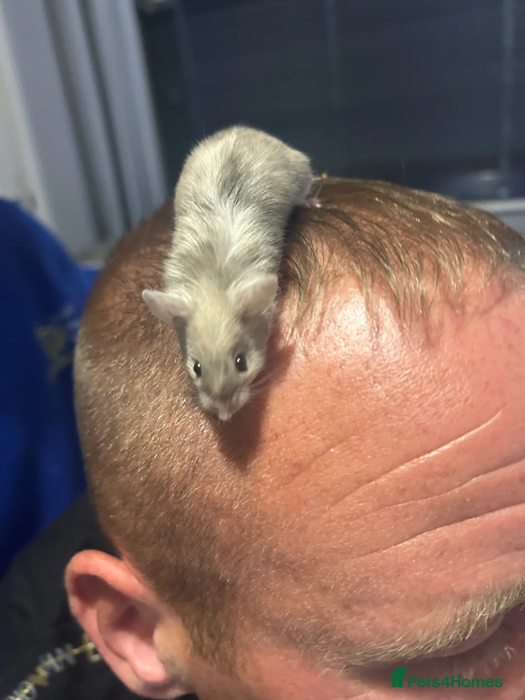 Mouse rodents for sale: Fancy mice for free - Advert 1
