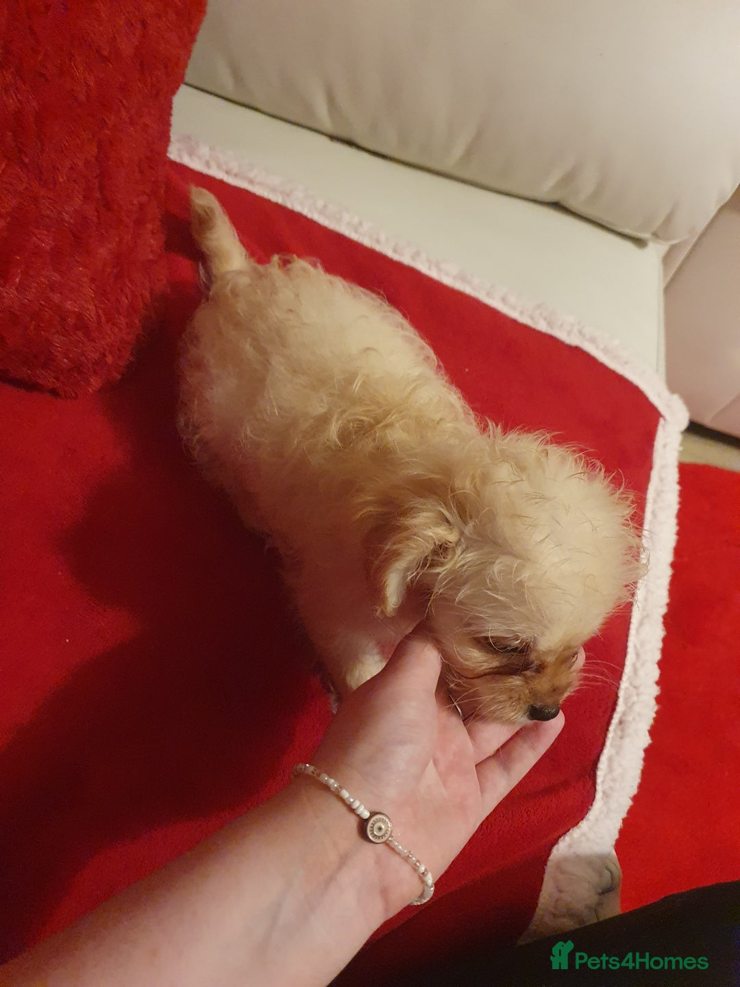 Chipoo dogs for sale: Chipoos  - Advert 5