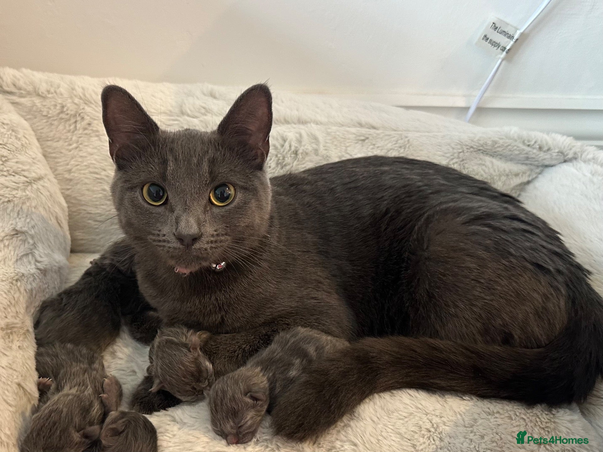 British Shorthair cats BH Shorthair girl available now 1 year old  - Advert 1