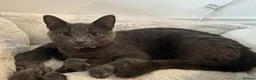British Shorthair cats for sale: BH Shorthair girl available now 1 year old  - Advert 1
