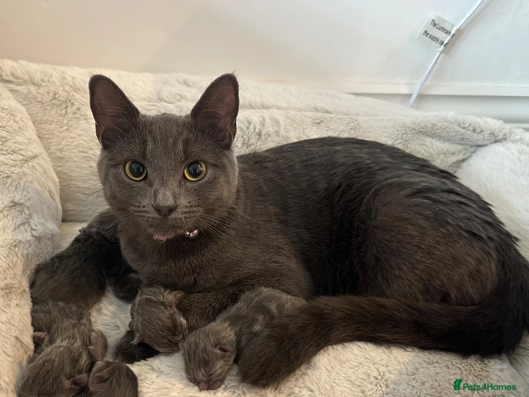 British Shorthair cats for sale: BH Shorthair girl available now 1 year old  - Advert 1
