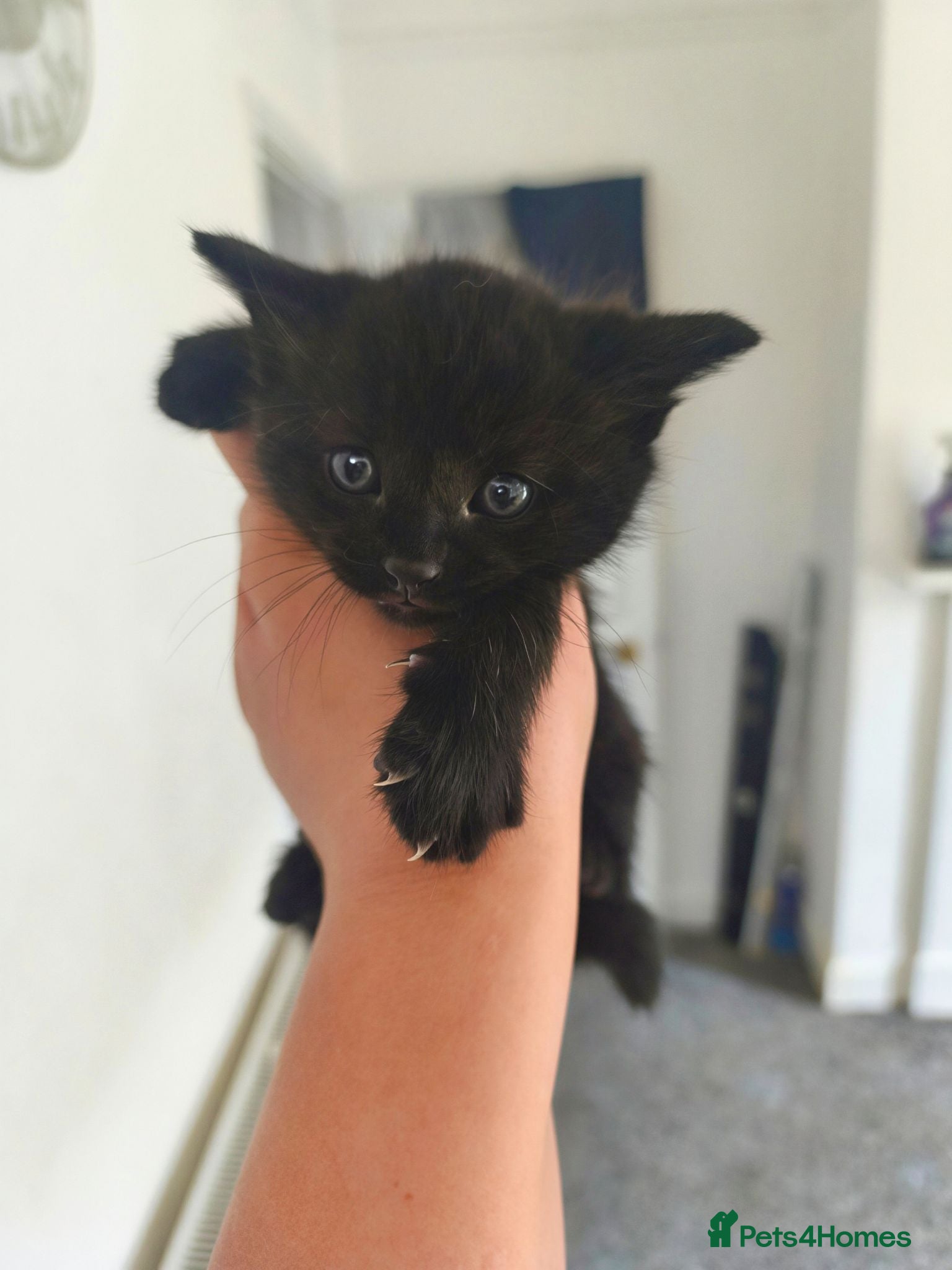 Mixed Breed cats Mixed breed black kitten boy - Advert 15