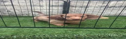 Miniature Dachshund dogs for sale: Rehoming Reggie - Advert 7
