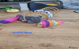 Scottish Fold cats for sale: Only 1 friendly Kitten 😸 left,smart and gentle😸 - Image 10