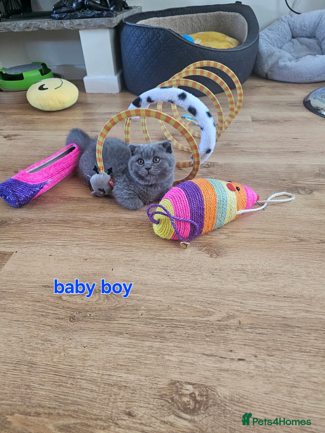 Scottish Fold cats for sale: Only 1 friendly Kitten 😸 left,smart and gentle😸 - Image 10