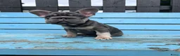 French Bulldog dogs for sale: French bulldogs ready to go now - Advert 10