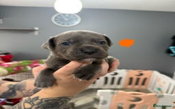 Mixed Breed dogs for sale: staffy x cane corso  - Image 6