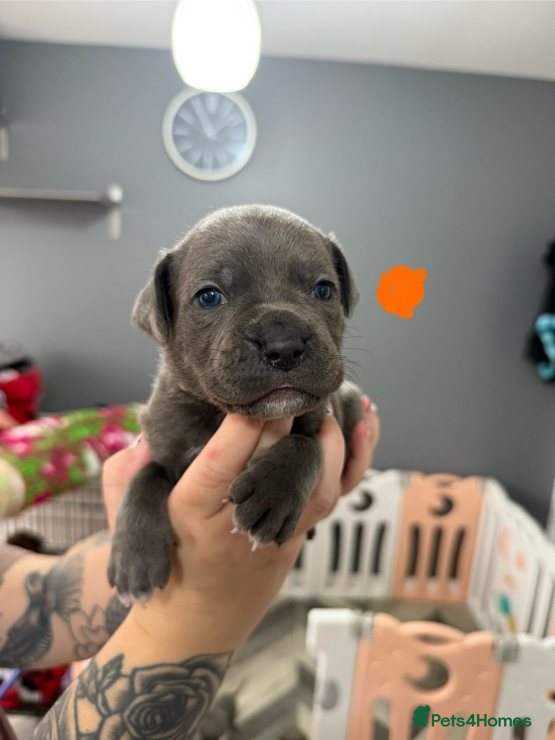 Mixed Breed dogs for sale: staffy x cane corso  - Image 6