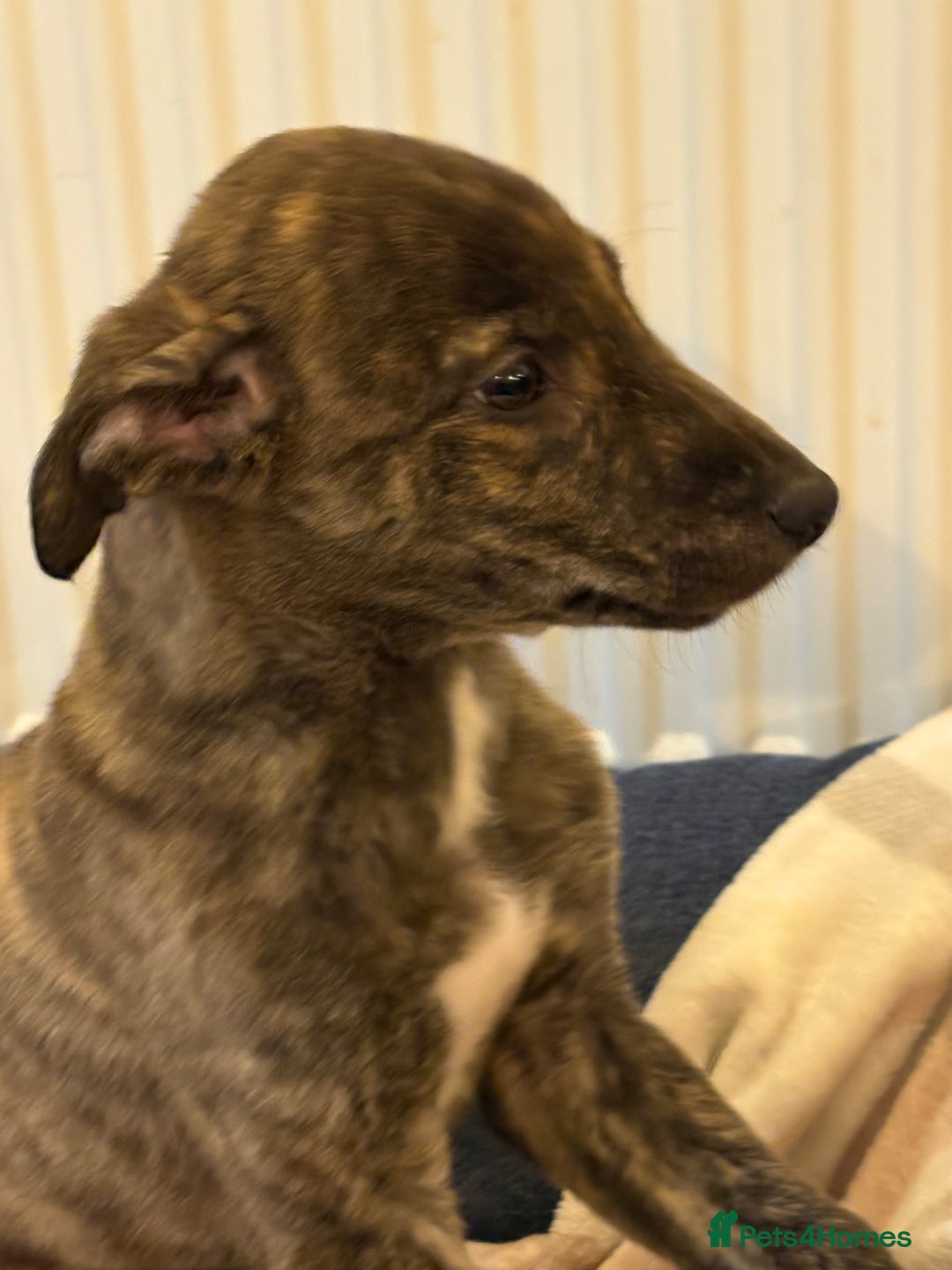 Lurcher dogs for sale: Lurcher puppies - Advert 7